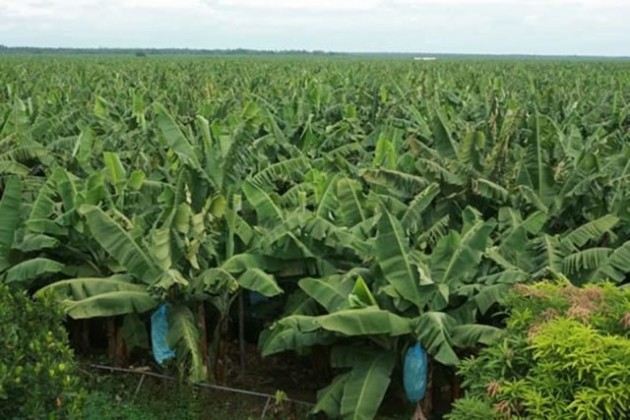 Banana plantation