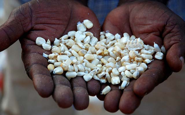 Breeding their own seed helps farmers create varieties suitable for their specific regions and climates