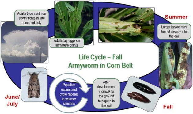 1002-1-1-FALL_ARMYWORM_LIFECYCLE