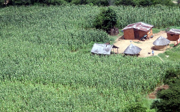 Most farmers including peasant countrywide are expecting a bumper harvest following government's introduction of command agriculture. Picture by John Manzongo