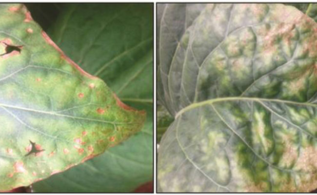 Mild symptoms of K deficiency (left) and the progression of K deficiency (right)