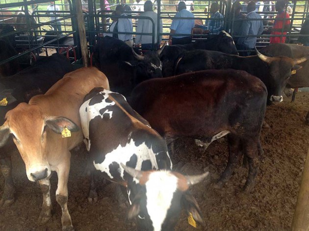 Cattle at the Komati Downstream Development Project Singeni Investment in Swaziland