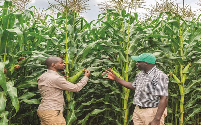 Increasing maize productivity  per hectare is one of the major drivers for achieving food security in the country