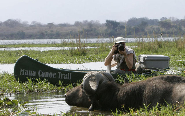 A tourist takes a photograph of a cape buffalo at Mana Pools