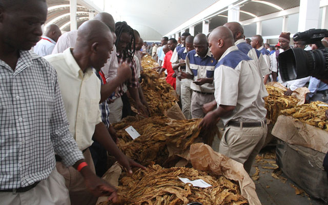 Buyers bid for the golden leaf at the official opening of the tobacco selling season at Boka Auction Floors in Harare