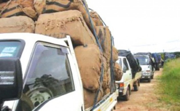 Trucks loaded with tobacco bales in Karoi