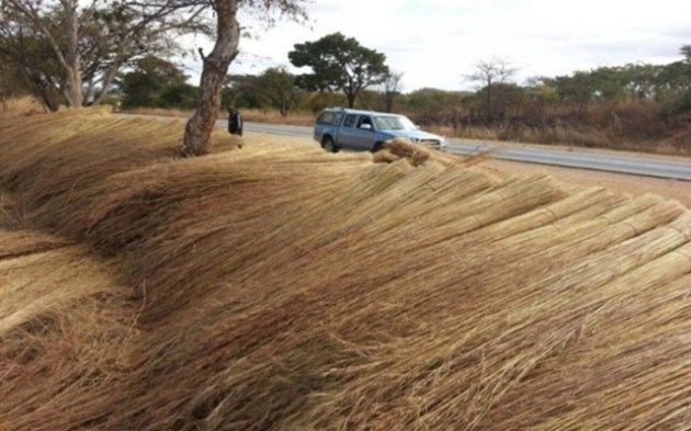 Harvesting thatching grass decreases the viciousness of veld fires by reducing the fuel load