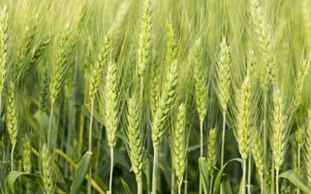 Wheat is an important cereal in Zimbabwe’s food basket