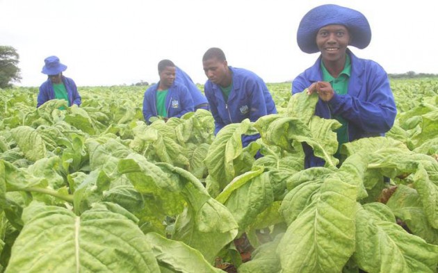 BAT invests in training young tobacco farmers in Zimbabwe