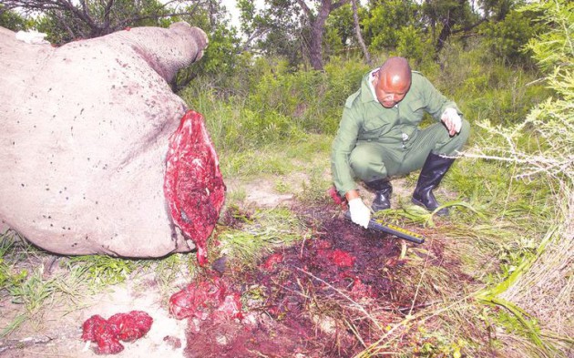 DEHORNED . . . The ban on rhino horn trade is not working and scenes like these are likely to be repeated in most of the African rhino range states that include South Africa, Botswana, Namibia, Swaziland and  Zimbabwe 