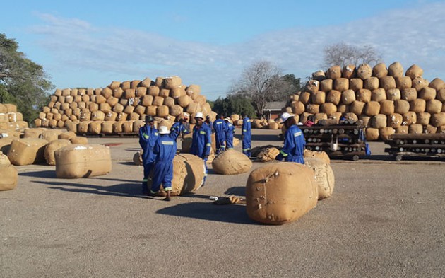 Cottco workers stack seed cotton bales at a ginnery