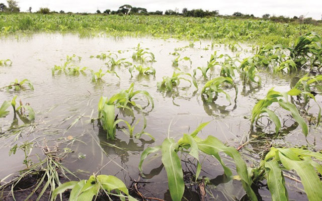 Waterlogging in seasons of heavy rainfall affects crops