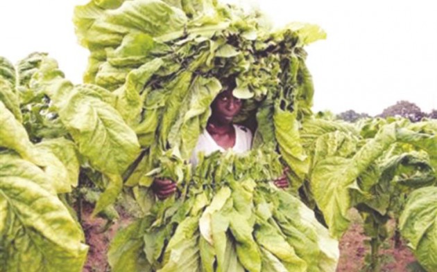 Contract farming has been the lifeblood of Zimbabwe’s agriculture, particularly tobacco, in the absence of loan finance