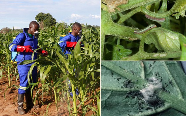 This picture collage shows crops under a fall armyworm attack and aphids and officials spraying maize plants affected by armyworms in Keembe District, Zambia