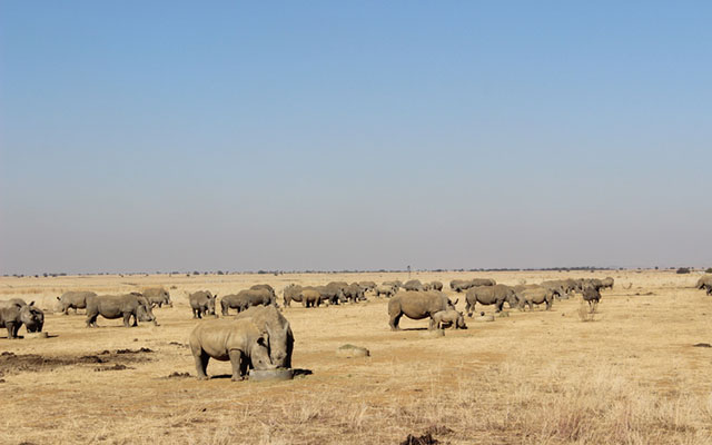 Rhinos being bred by John Hume Conservancy