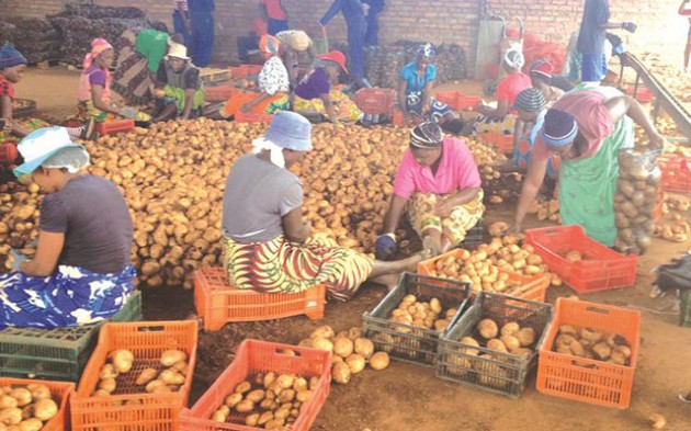 A group of women grades potatoes for packaging