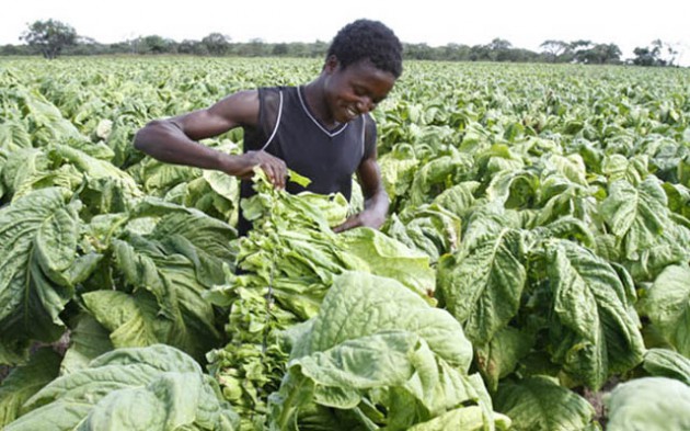 Tobacco farming is a source of livelihood for many Zimbabwean farmers