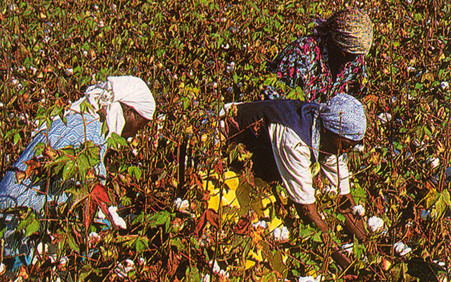 Extend inputs scheme, say cotton farmers