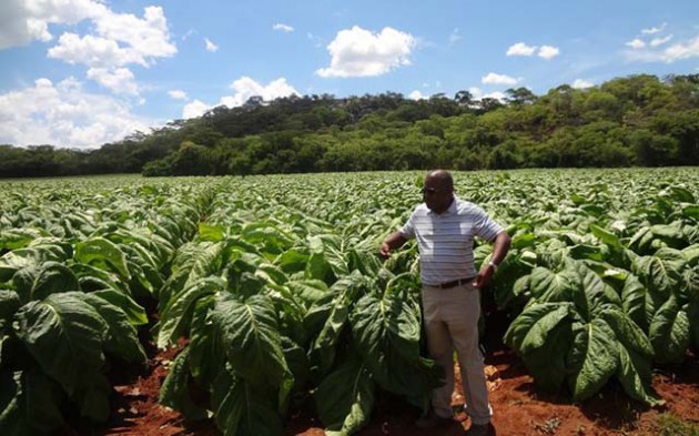 Zim To Introduce 12 Tobacco Varieties | The Herald