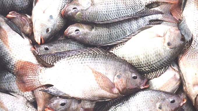 Government registers over  240 fishing cooperatives