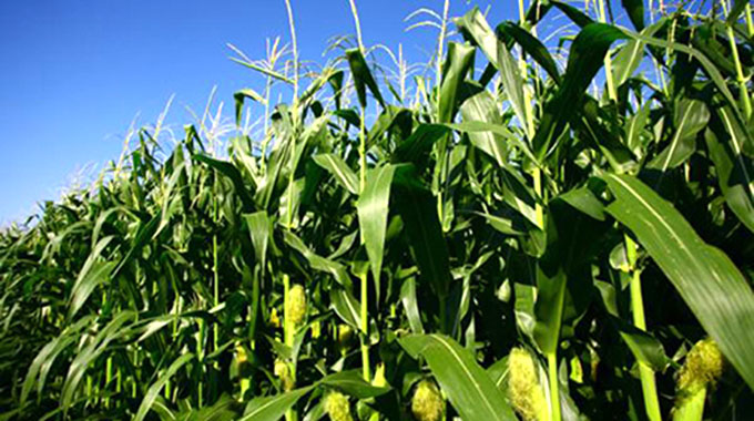 Winter maize production intensifies