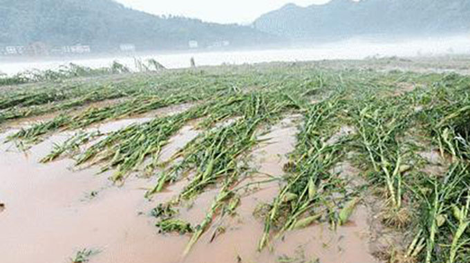 Zaka folk lose 300ha maize, cotton to Idai