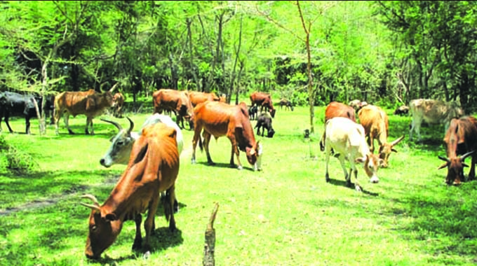 Pasture production saves national herd