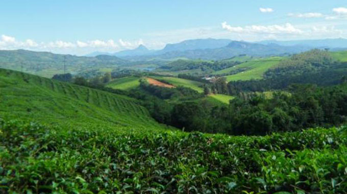 Tea growers need machinery