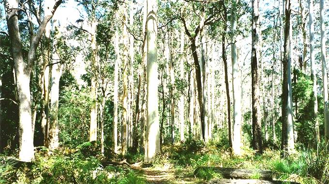 10 000ha put under eucalyptus trees