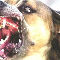 Rabies kill three in Zvimba - New Ziana