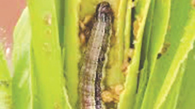 African armyworm outbreak: Govt supplies more chemicals