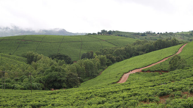 Plant closure a headache for Honde Valley tea producers