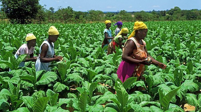 Tobacco growers urged to destalk