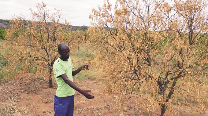 Storm cripples citrus project