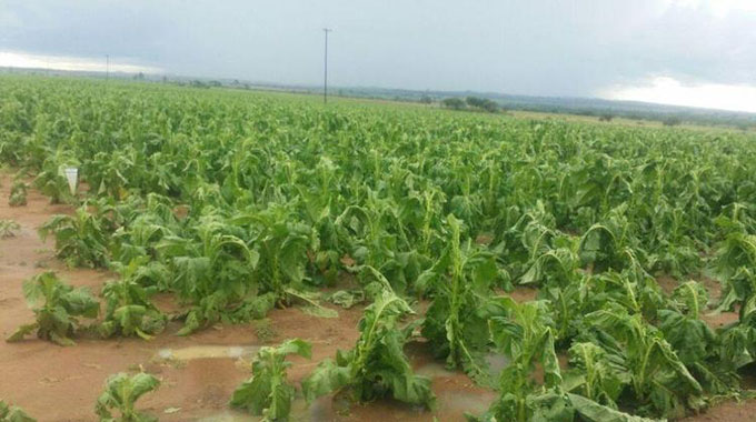 Tobacco farmers, RBZ in talks over payment system