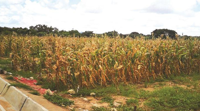 Irrigation boosts yields for Gwanda