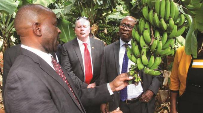 New banana varieties for Rusitu Valley