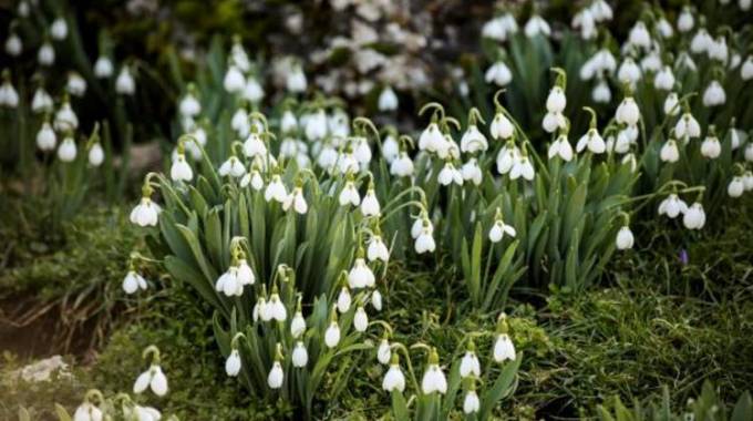 Nine tips on how  to manage your garden in winter