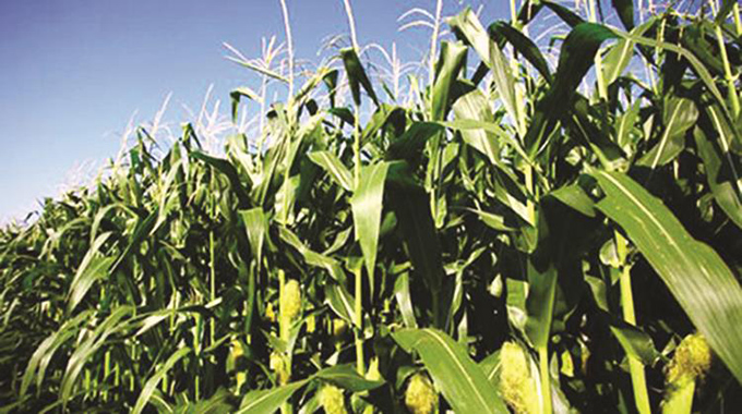 Centre develops new hybrid maize resistant to armyworm