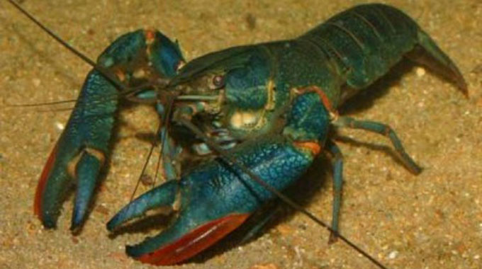 Crayfish population declines