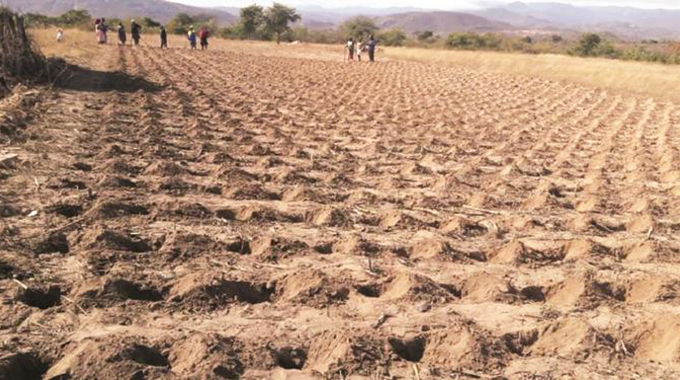 Midlands Pfumvudza farmers hit the ground after getting inputs