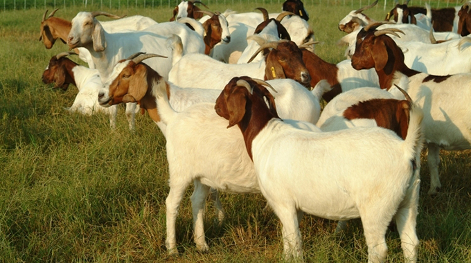 Buse project: Creating solutions to local livestock challenges