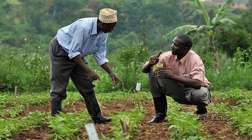 More extension officers to implement agric transformation strategy