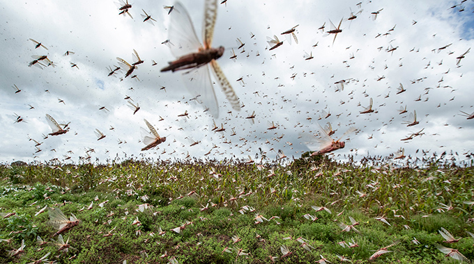 Zim acts on locust outbreak