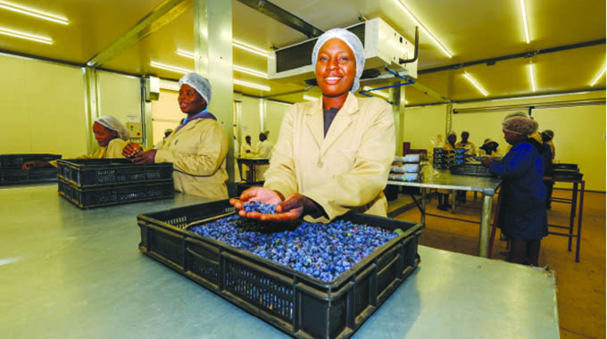 Nhimbe Fresh struggles to crack blueberries exports