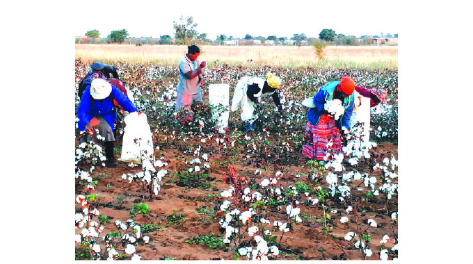 Price poser for cotton firms