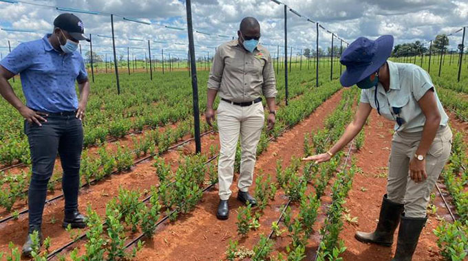 Zimtrade urges farmers to export