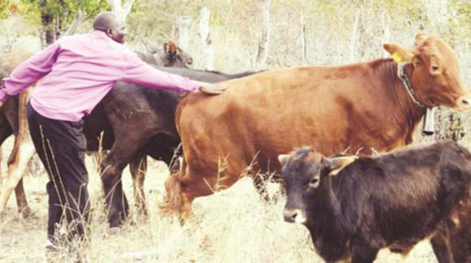 Tick grease scheme helps cut cattle deaths