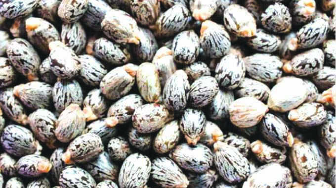 Firm pays castor bean farmers US$550 000