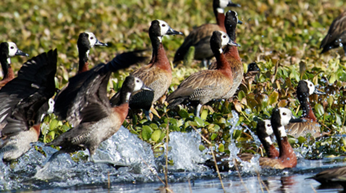 Pollution threatens lake’s birdlife